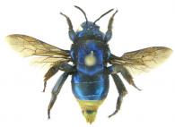 Eufriesea violacea (Blanchard, 1840)