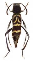 Neoclytus pusillus (Laporte & Gory, 1835)