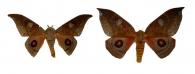 Automerina auletes (Herrych-Schäffer, 1854) ♂ & ♀