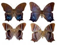 Antirrhea philoctetes philoctetes  (Linné, 1758)  ♂ & ♀