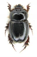 Aegidinus cf. oreibates Colby, 2009