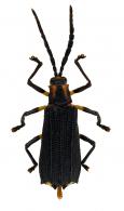 Sceloenopla sp6