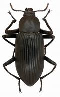 Mylaris cayennensis Motschoulsky, 1872