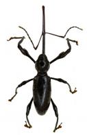 Hammatostylus consimilis  Vanin, 1986
