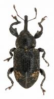 Heilipodus limus (Kirsch, 1869)