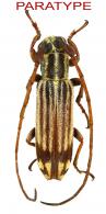 Rosalba clinei Tavakilian, Santos-Silva & Galileo, 2018  PARATYPE
