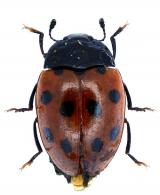 Iphiclus (Habrodactylus) bisquinquepunctatus   Lacordaire, 1842