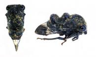 Lallemandia nodosa Funkhouser, 1922