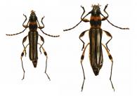 Odontocera molorchoides (White, 1855) ♂ & ♀