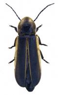 Photinoides mystrionophorus McDermott, 1963