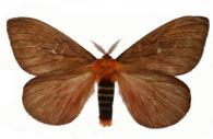 Cerodirphia apunctata   Dias & Lemaire, 1991