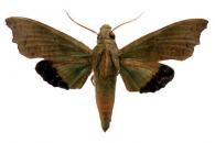 Aleuron chloroptera  (Perty, 1833)