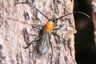 Acabyra aruama