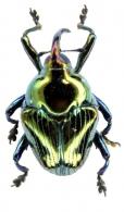 Eurhinus festivus (Fabricius, 1792)