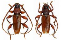 Periboeum piliferum  (Erichson, 1847)  ♂ & ♀