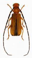 Dodecosis saperdina   Bates, 1867