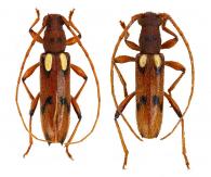Hespereburia balouporeum  Tavakilian & Monné, 1991 ♂ & ♀