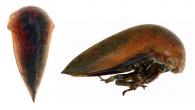 Membracidae Gen sp6