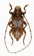 Baryssinus bilineatus   Bates,1864