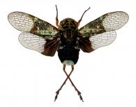 Scaralis spectabilis (Walker, 1858)