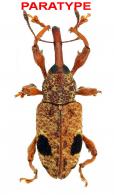 Heilipodus oculatogranulatus Rheinheimer, 2014  PARATYPE