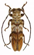 Rhaphiptera lavaissierorum  Dalens & Tavakilian 2007