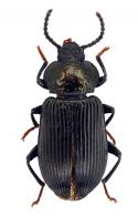 Goniadera (Aemymone) simplex  Faimaire, 1889