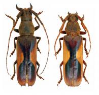 Gnathopraxithea sarryi  Seabra & Tavakilian, 1986  ♂ & ♀