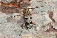 Colobothea septemmaculata