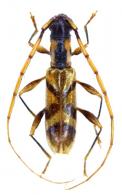 Neoibidionini Gen sp G444