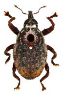 Cryptorhynchinae Gen sp68