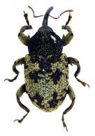 Curculionidae Gen sp7