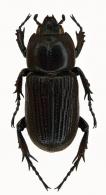 Phileurus valgus valgus (Olivier, 1789)