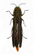 Agrilus (Uragrilus) moraguesi  Curletti & Brulé, 2011 