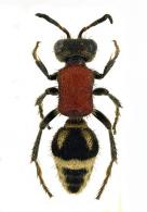 Mutillidae Gen sp5