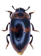 Ischyrus cordiformis  Skelley