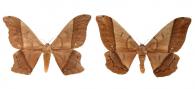 Arsenura armida (Cramer, 1779) ♂ & ♀