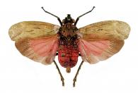 Enchophora pyrrhocrypta Walker, 1851