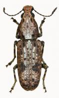 Ptychoderes nebulosus (Olivier, 1795)