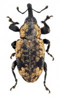 Molytinae Gen sp65