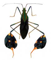 Diactor bilineatus (Fabricius, 1803)