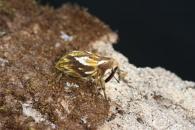 Cratosomus giuglarisi