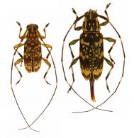 Toronaeus incisus  (Bates, 1864)  ♂ & ♀