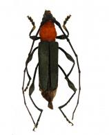 Ischionodonta brasiliensis ? (Chevrolat, 1859)