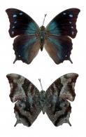 Memphis pithyusa morena (Hall, 1935)