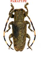 Estola binigromaculata Roguet, 2024 PARATYPE