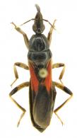 Sirthenea sp1