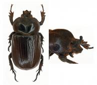 Phileurus carinatus  Prell, 1914