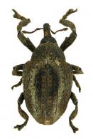 Curculionidae Gen sp89
