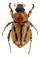 Cyclocephala rondoniana Ratcliffe, 1992